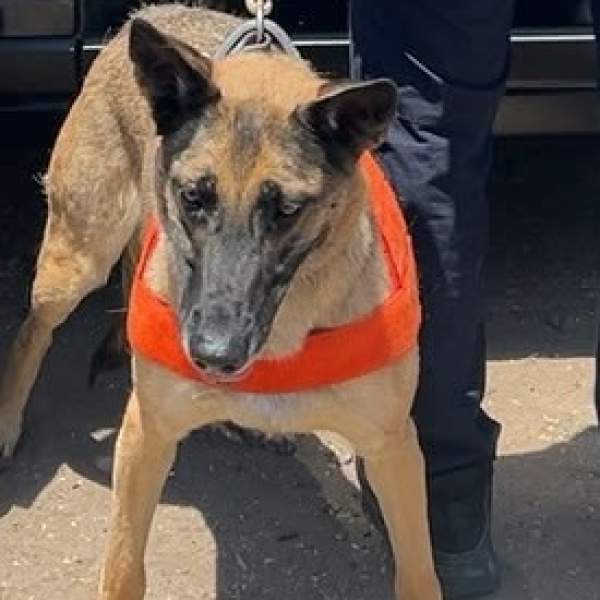 Unidad K-9 de la PESP fortalece acciones de seguridad en Hermosillo